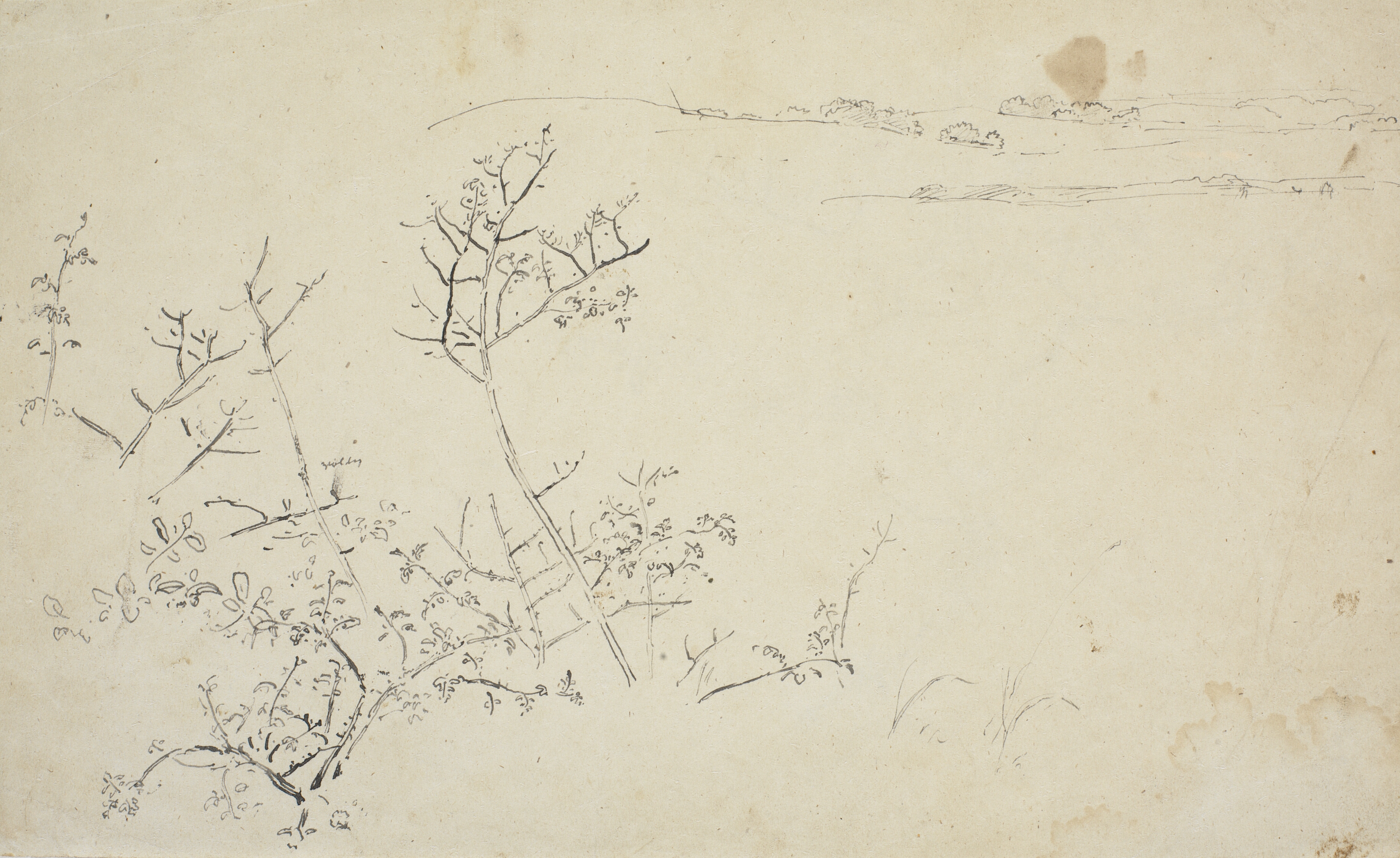 Et træ, der vokser på en skråning